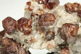 Hessonite Garnets in Calcite - Harts Ranges, Australia #130667-4